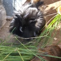 Bébés cochon d'inde #3