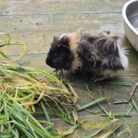 Bébés cochon d'inde (2 frères) #0