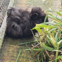 Bébés cochon d'inde (2 frères) #3