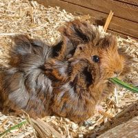 Bébés cochons d'inde mâle