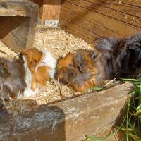 Bébés cochons d'inde mâle #3