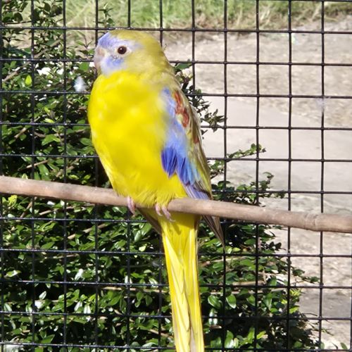 Perruches turquoisines 2025 #2