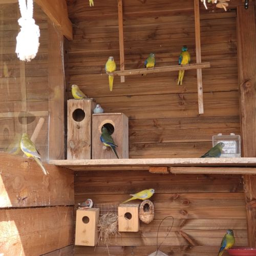 Perruches turquoisines 2025 #4