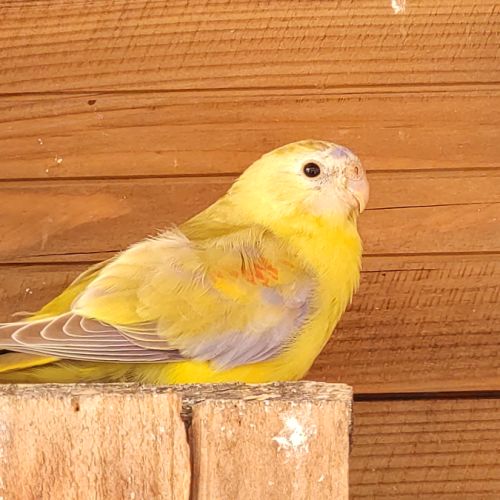 Perruches turquoisines 2025