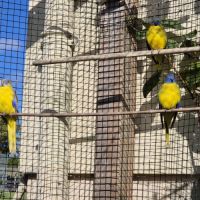 Perruches turquoisines 2025 #1