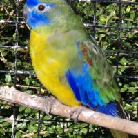 Perruches turquoisines 2025 #3