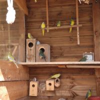 Perruches turquoisines 2025 #4