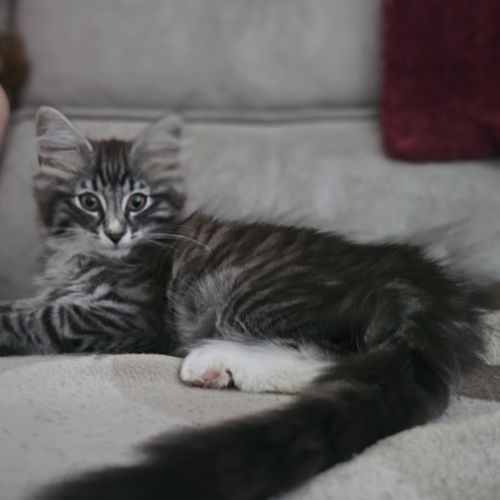 Chatons de race norvégien #1