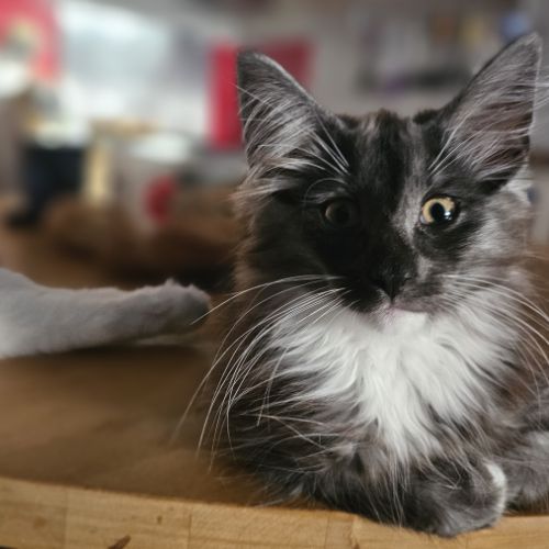 Chatons de race norvégien