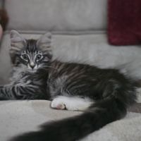 Chatons de race norvégien #1