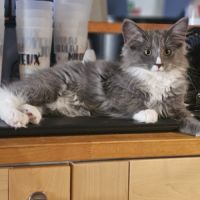 Chatons de race norvégien #2