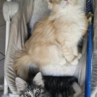 Chatons de race norvégien #4