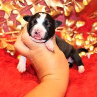 Chiots staffie #2