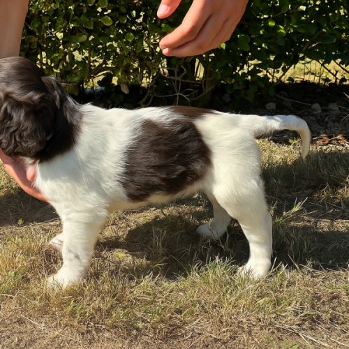 Chiot munsterlander lof #0