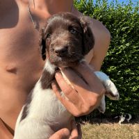 Chiot munsterlander lof #2