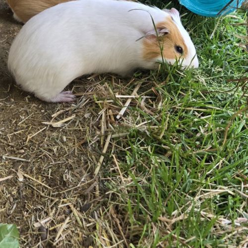 Cochon d'inde mâles #0