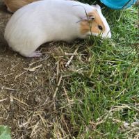 Cochon d'inde mâles