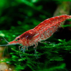 Crevettes red cherry sélectionnées