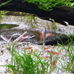 Crevettes red cherry sélectionnées #4