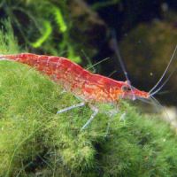 Crevettes red cherry sélectionnées #2