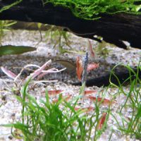 Crevettes red cherry sélectionnées #4