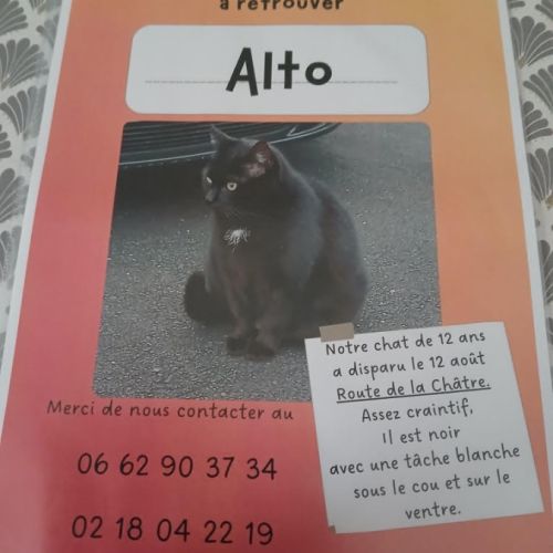 Chat noir perdu sur issoudun