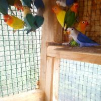 Jeunes inséparables de fischer année 2025