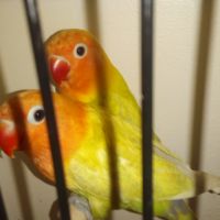 Jeunes inséparables de fischer année 2025 #3