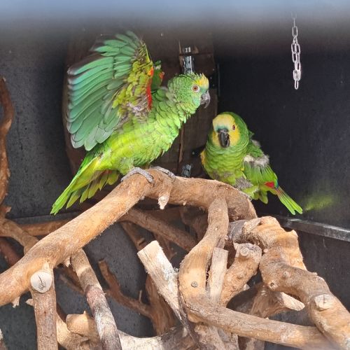 Couple reproducteur amazone  à front bleu #3