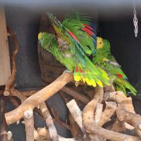 Couple reproducteur amazone  à front bleu