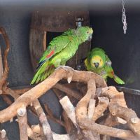 Couple reproducteur amazone  à front bleu #2