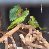 Couple reproducteur amazone  à front bleu #3