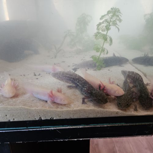 Axolotl juvéniles #1