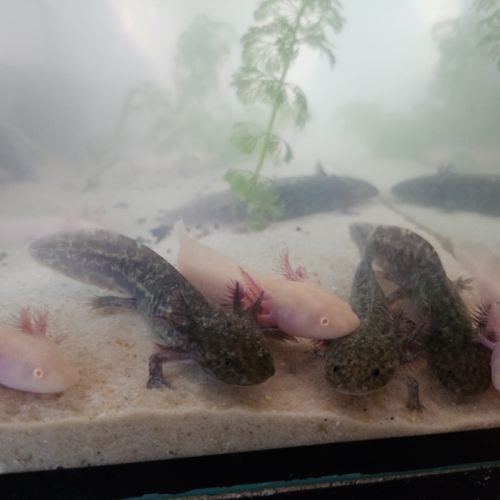Axolotl juvéniles