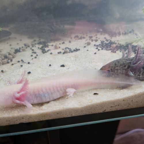 Axolotl juvéniles #5