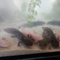 Axolotl juvéniles #0
