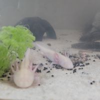 Axolotl juvéniles #3