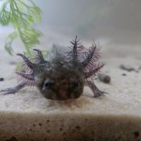 Axolotl juvéniles #4