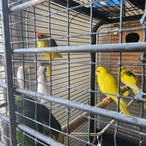 Perruche kakariki #1