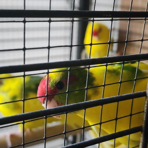 Perruche kakariki #5