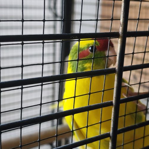 Perruche kakariki #0