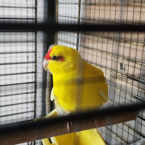 Perruche kakariki #7