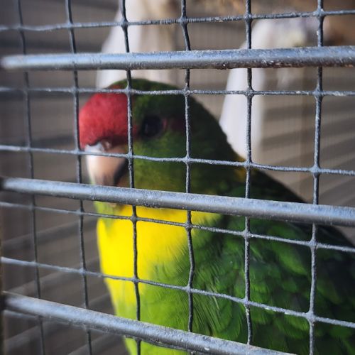 Perruche kakariki #8