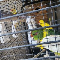 Perruche kakariki #2