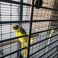 Perruche kakariki #3