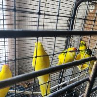 Perruche kakariki #4