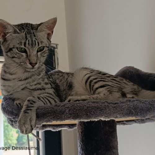 Astasia, chatonne mau egyptien