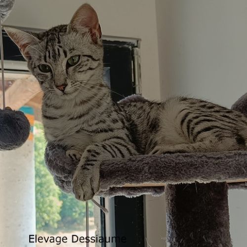 Astasia, chatonne mau egyptien #2