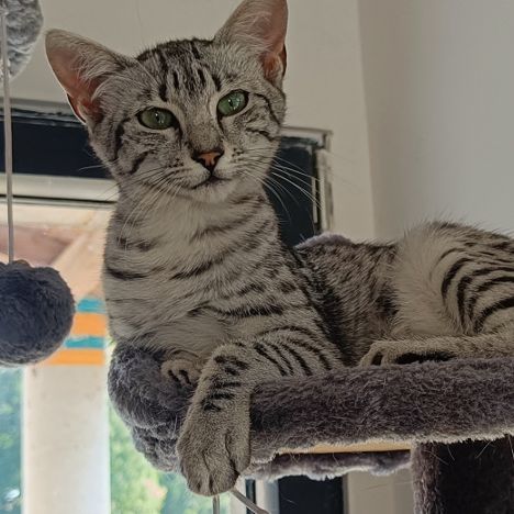 Astasia, chatonne mau egyptien #3