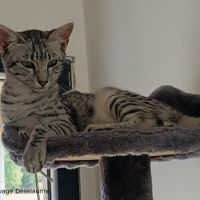 Astasia, chatonne mau egyptien